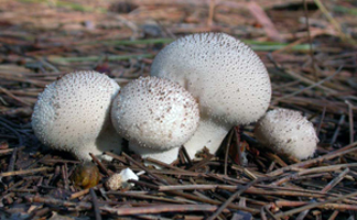 Lycoperdon perlatum – The Gem-studded Puffball, due to the points on the surface, grows on the ground. Lycoperdon perlatum – The Gem-studded Puffball, due to the points on the surface, grows on the ground.